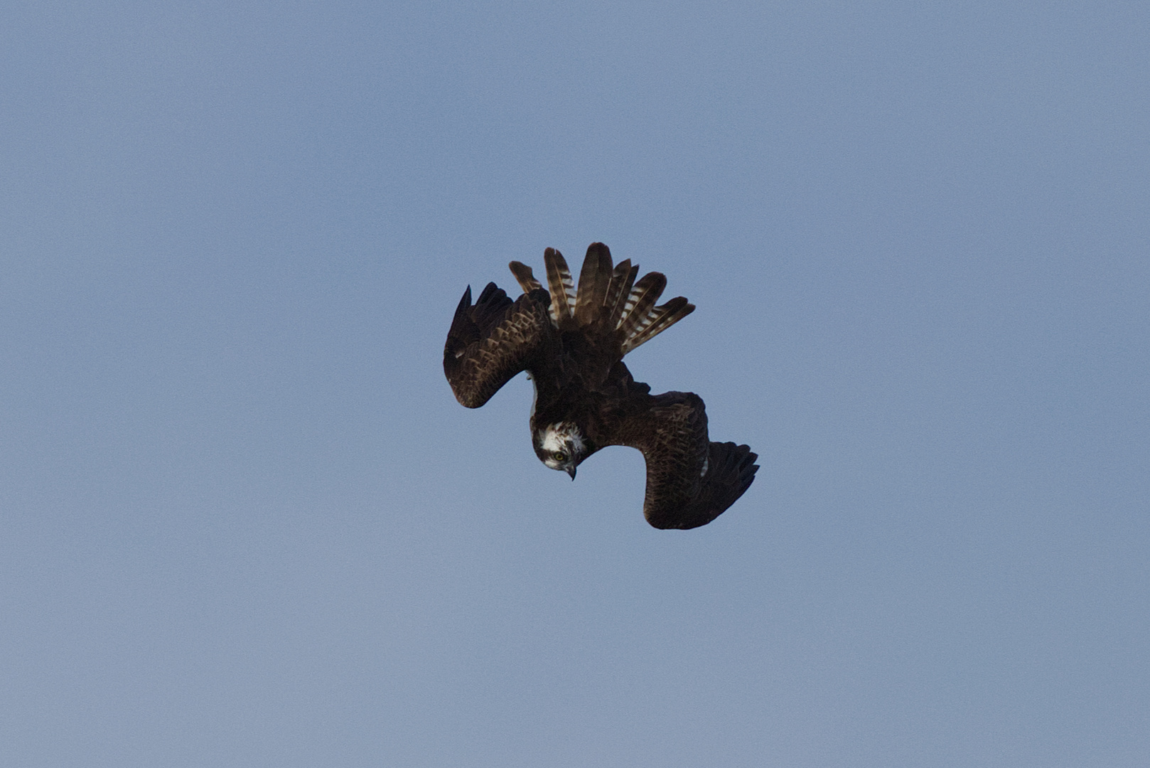 Fischadler im Jagdflug ( Serie Bild 2 )