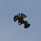 Fischadler im Jagdflug ( Serie Bild 2 )