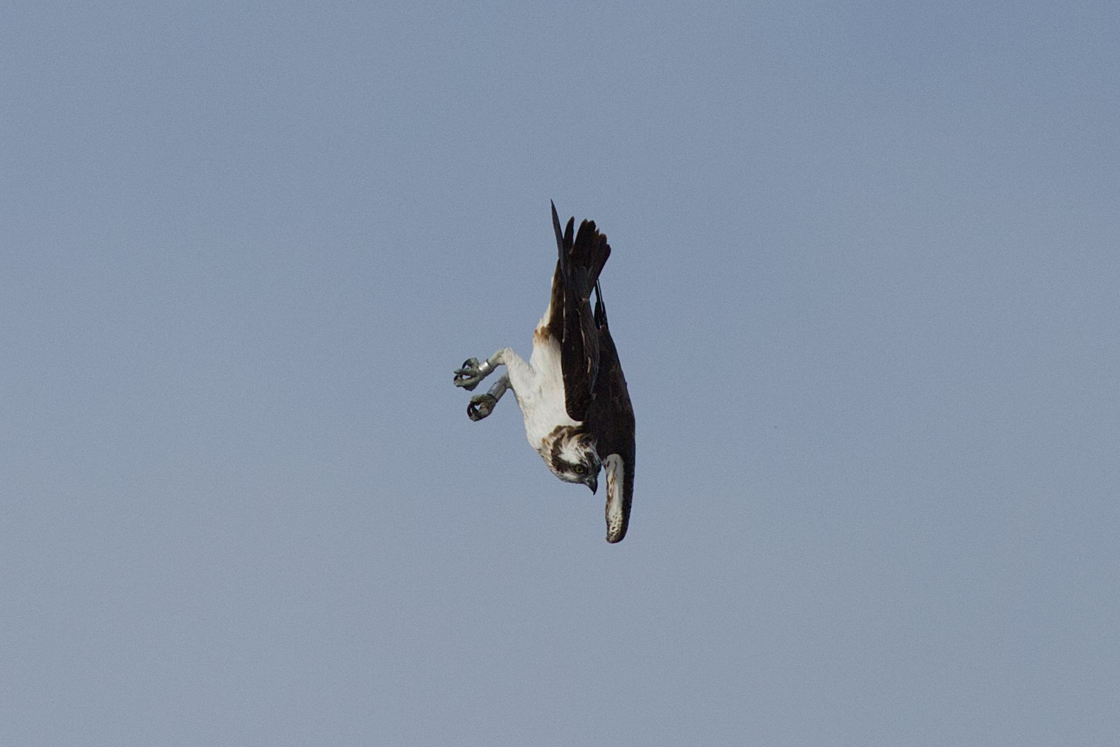 Fischadler im Jagdflug ( Serie Bild 4 )