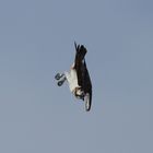Fischadler im Jagdflug ( Serie Bild 4 )