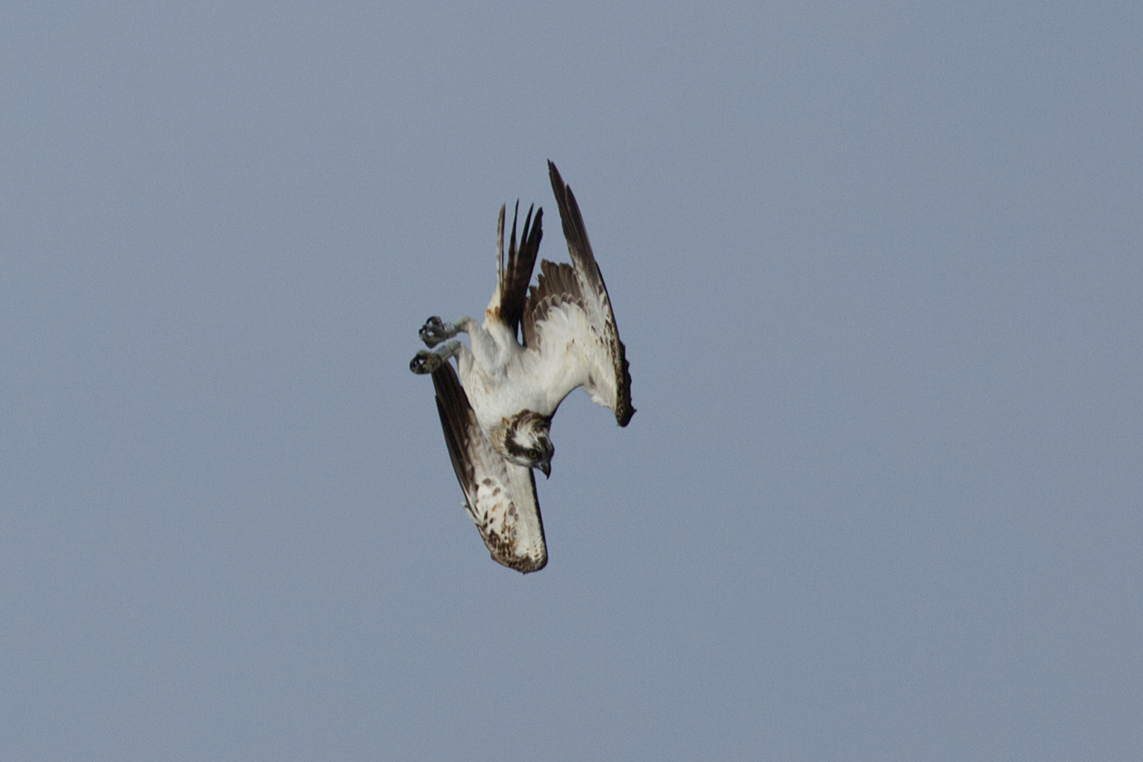 Fischadler im Jagdflug ( Serie Bild 5 )