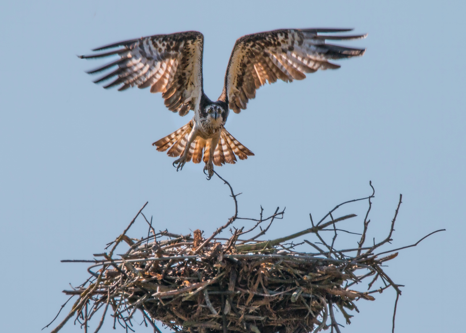 Fischadler im Landeanflug