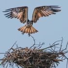 Fischadler im Landeanflug