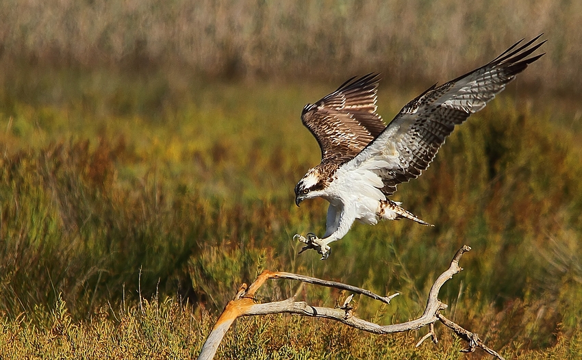 Fischadler im Landeanflug