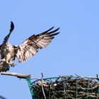 Fischadler im Landeanflug