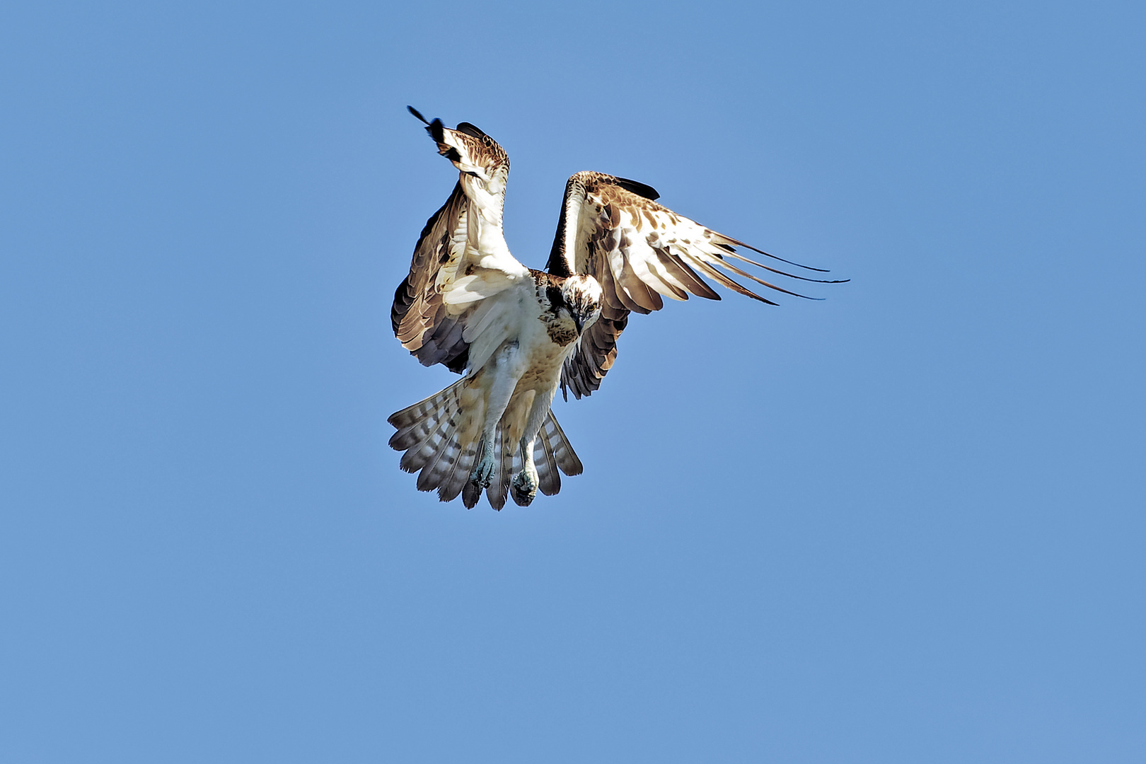 Fischadler im Rüttelflug