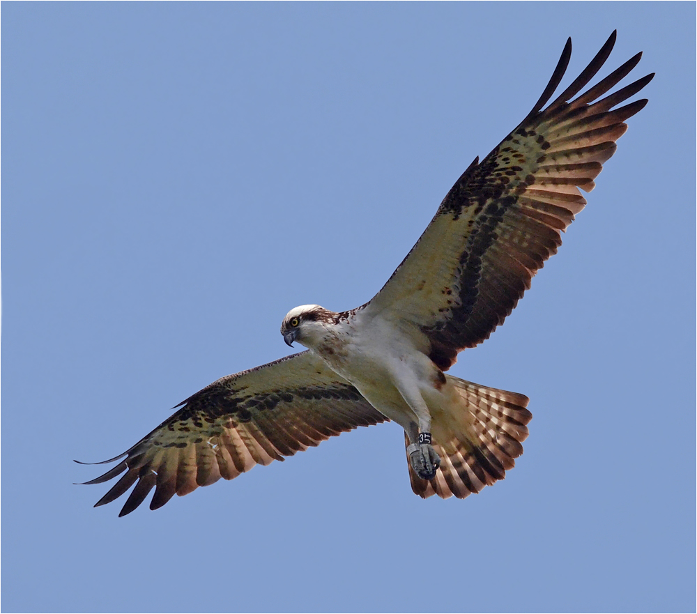 Fischadler im Rüttelflug