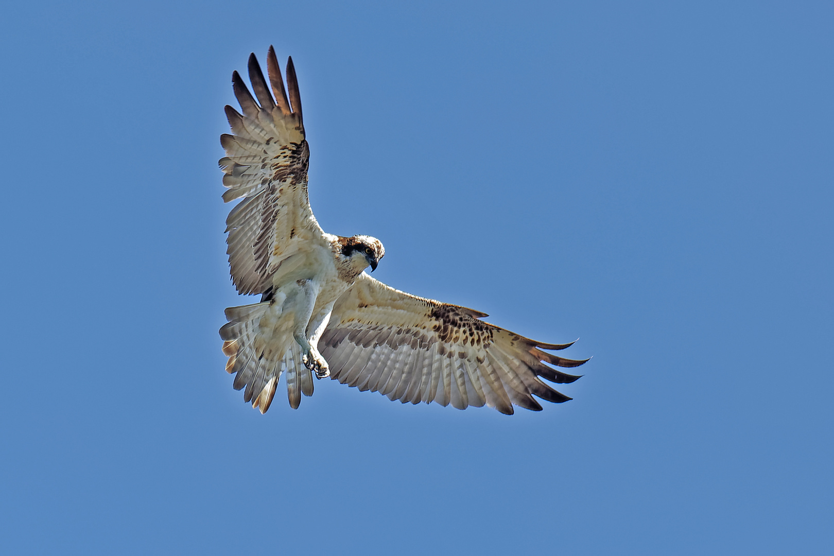 Fischadler im Rüttelflug