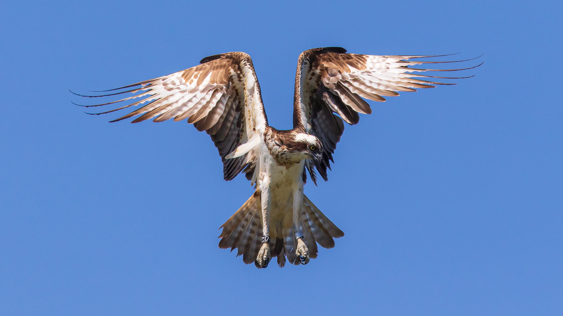 Fischadler im Rüttelflug