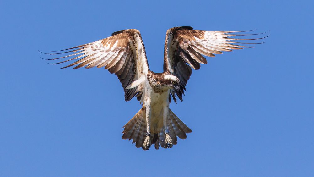 Fischadler im Rüttelflug