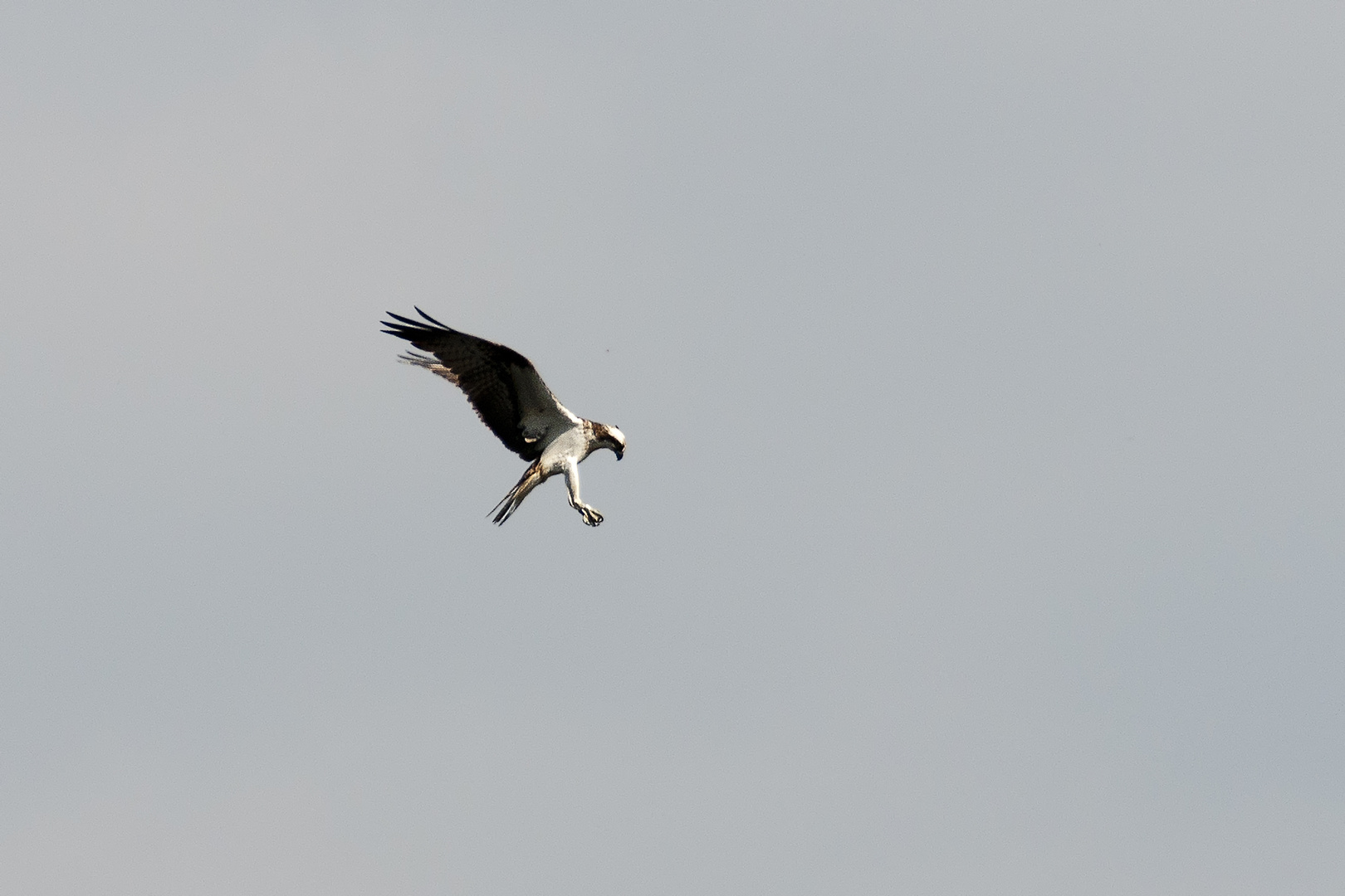 Fischadler im Rüttelflug / Müritz 7/2012