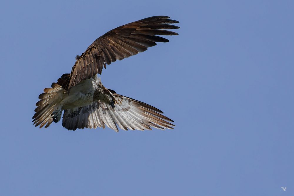 Fischadler im Rüttelflug (Pandion haliaetus) 