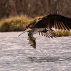 Fischadler im Schwarzwald