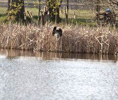 Fischadler im Sturzflug