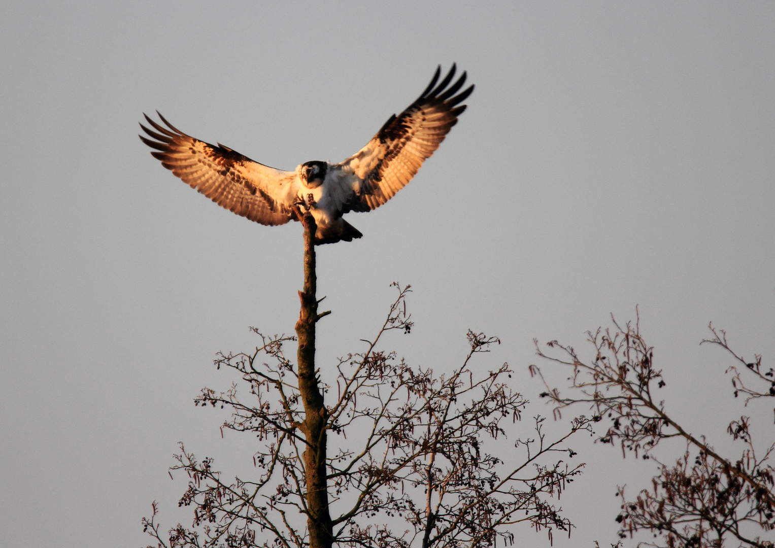 Fischadler in der Morgensonne