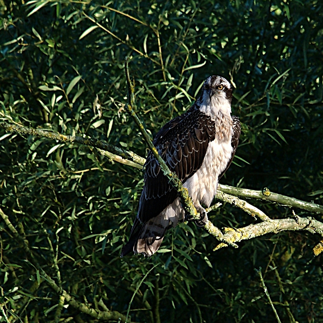 Fischadler in der Petite Camargue