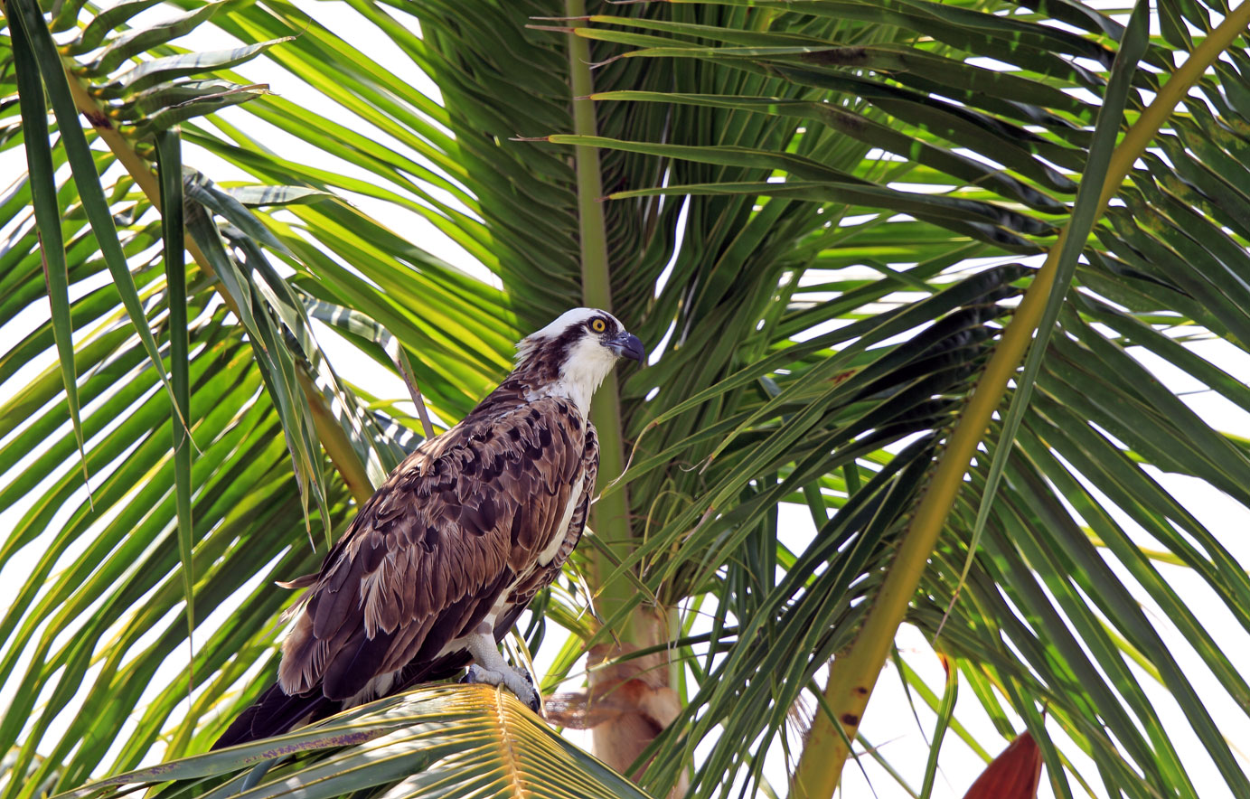 Fischadler in Florida