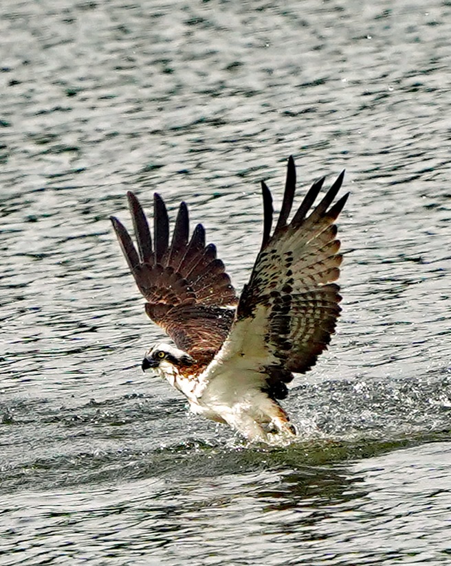 Fischadler in Moritzburg. 