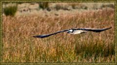 "Fischadler ist fein? Und der Rahmen gemein?"