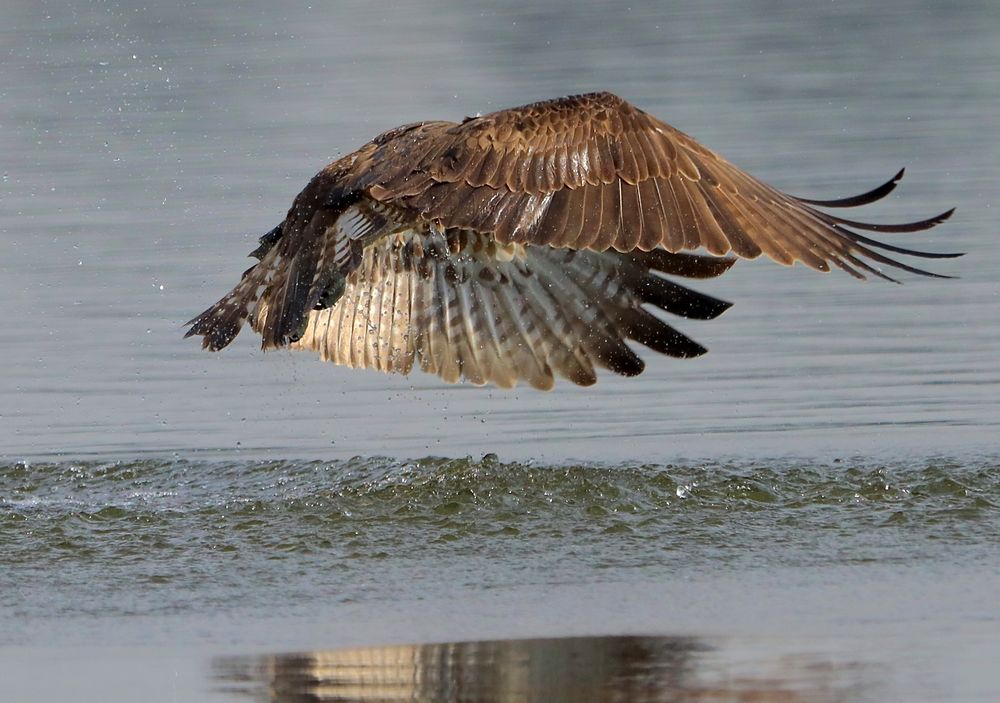Fischadler kämpft sich nach vergeblichem Einschlag aus dem Wasser......