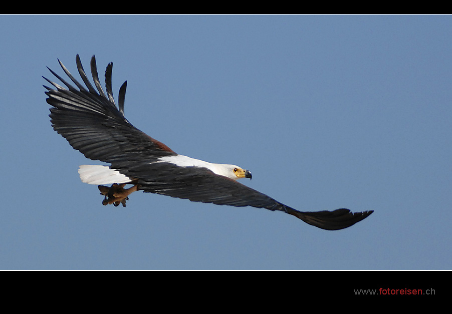 Fischadler ... "leiser" Schreiseeadler