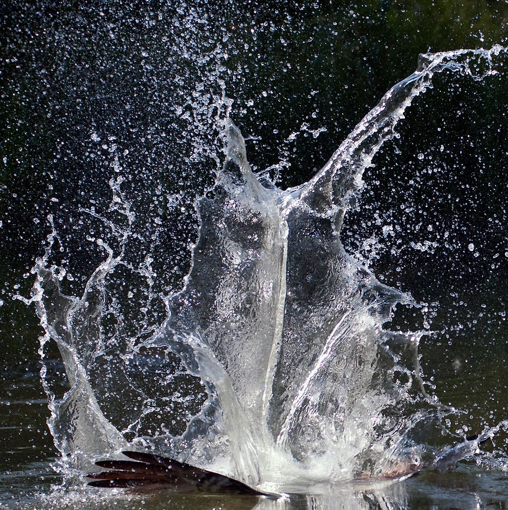 Fischadler mit Wasserskulptur