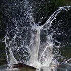 Fischadler mit Wasserskulptur