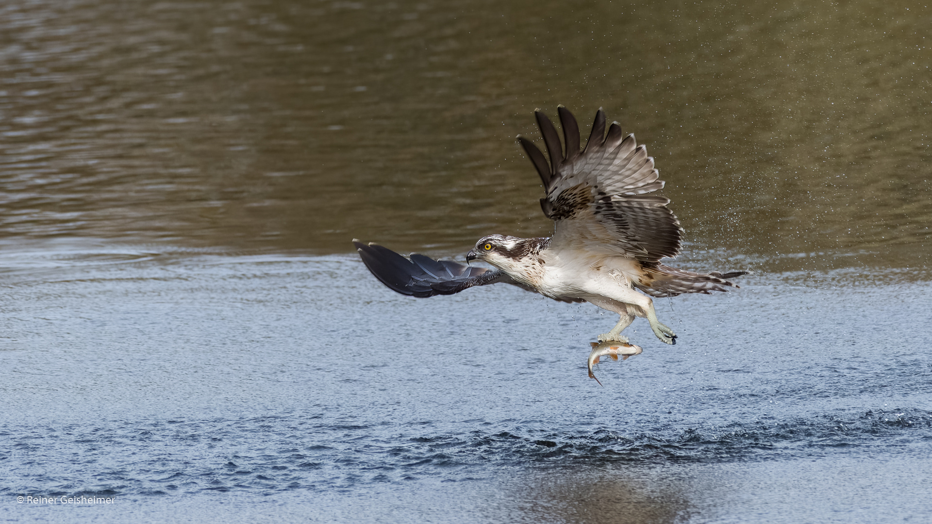 Fischadler nach erfolgreicher Jagd