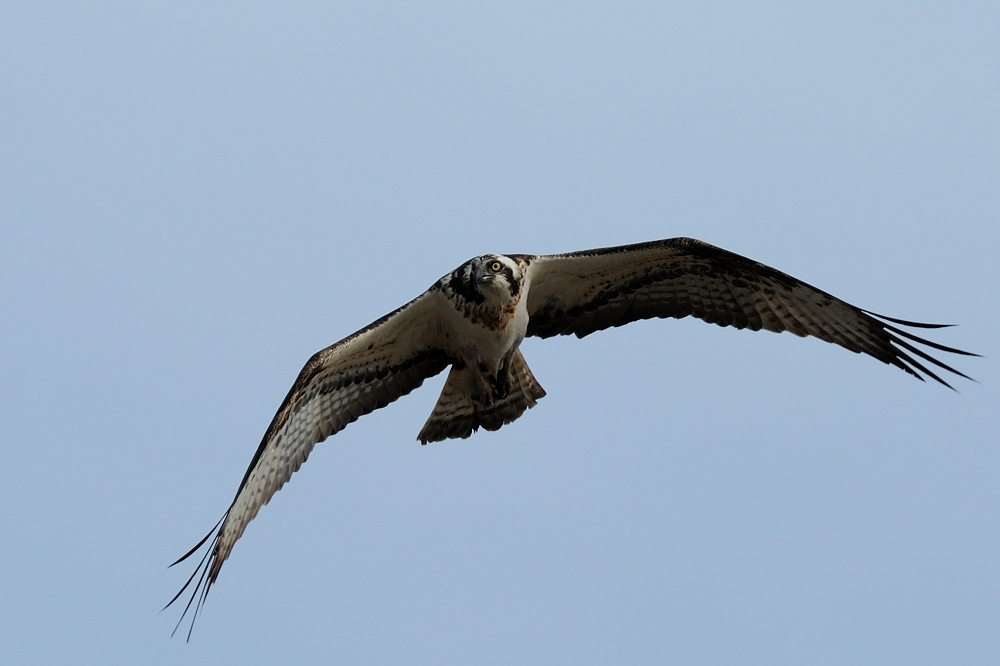 Fischadler (Osprey)