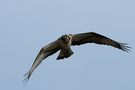 Fischadler (Osprey) von Schmalhofer Christian 