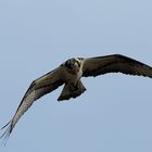 Fischadler (Osprey)