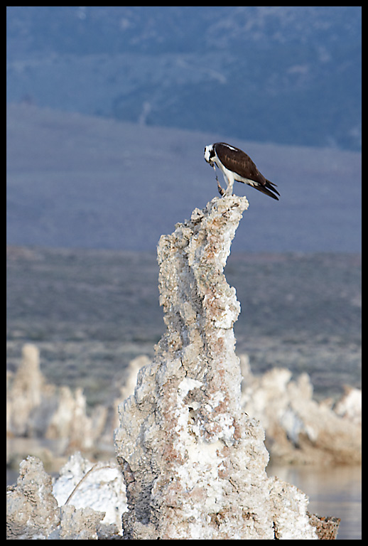 Fischadler (Osprey) 3