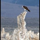 Fischadler (Osprey) 3