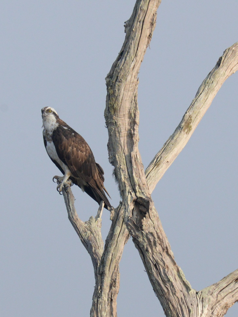 Fischadler  - Osprey