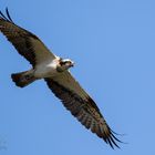 Fischadler / Osprey