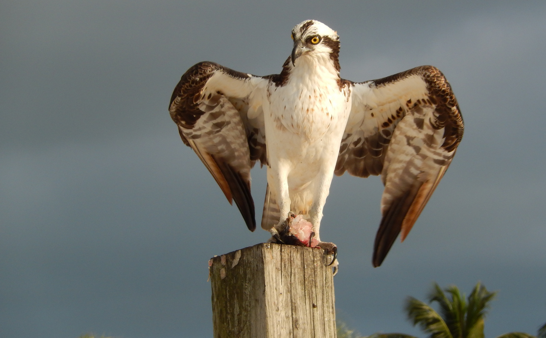 Fischadler (Osprey)