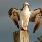 Fischadler (Osprey)