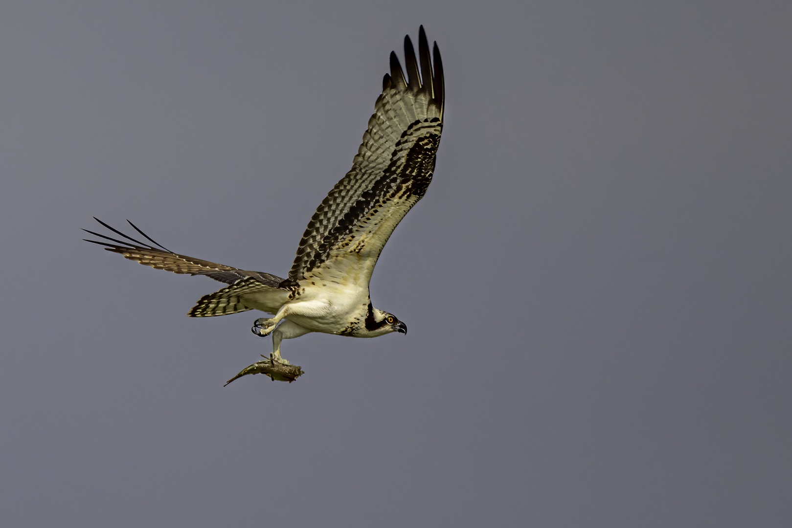 Fischadler (Osprey) mit Beute