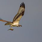 Fischadler (Osprey) mit Beute