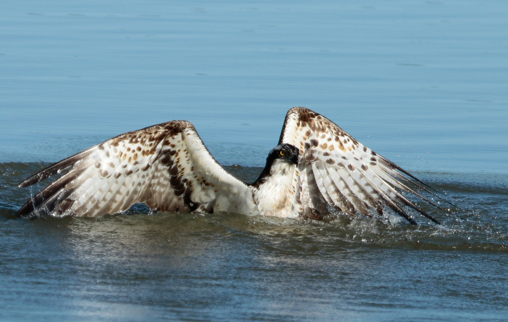 Fischadler - Pandion haliaetus