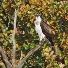 Fischadler (Pandion haliaetus)