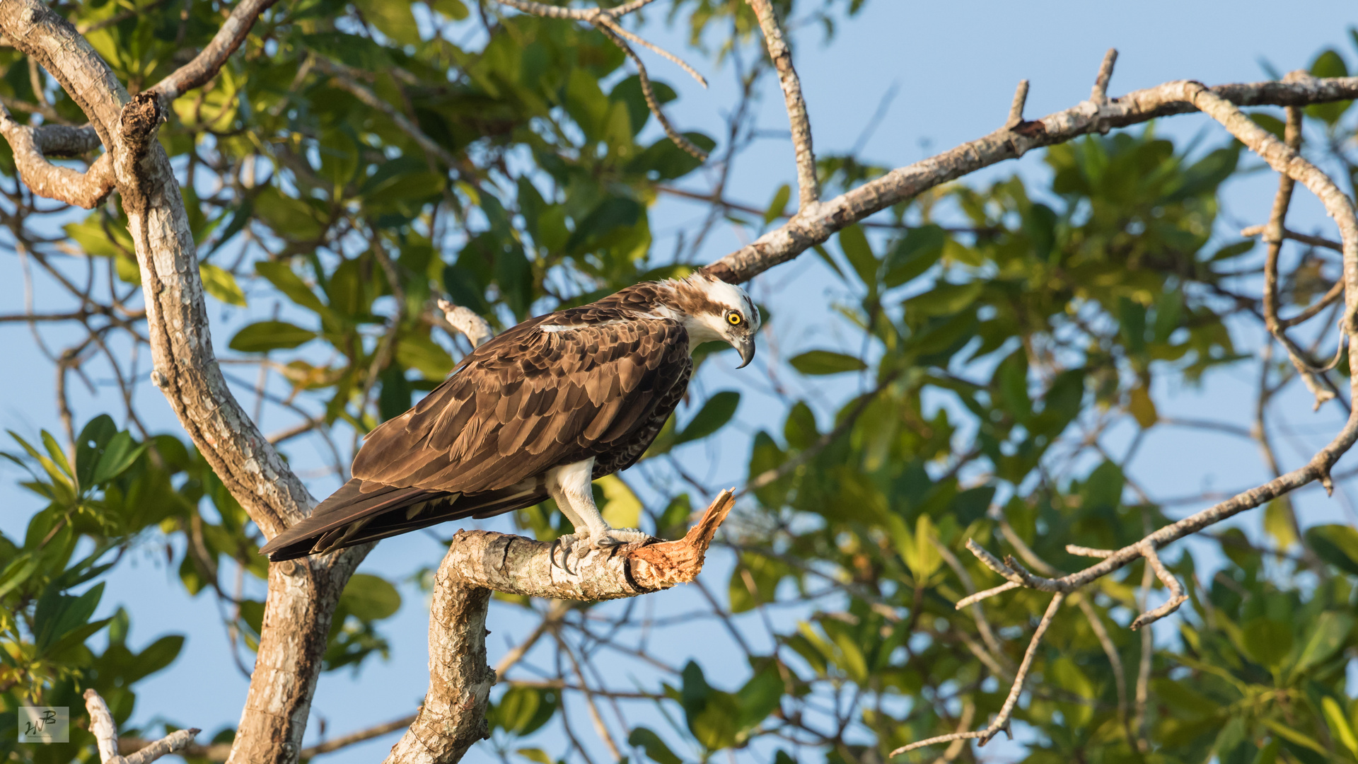 Fischadler (Pandion haliaetus) 