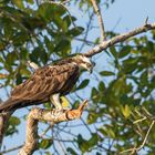 Fischadler (Pandion haliaetus) 