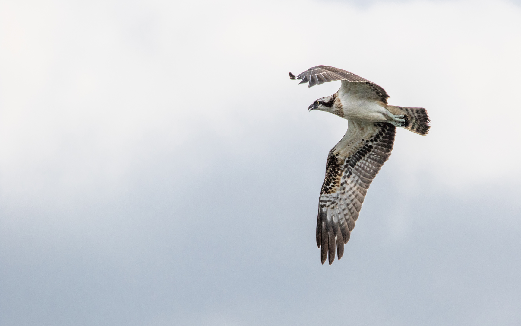 Fischadler (Pandion haliaetus)