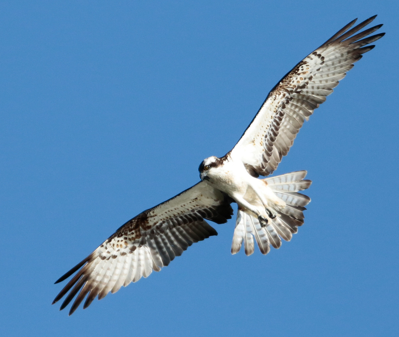 Fischadler (Pandion haliaetus)