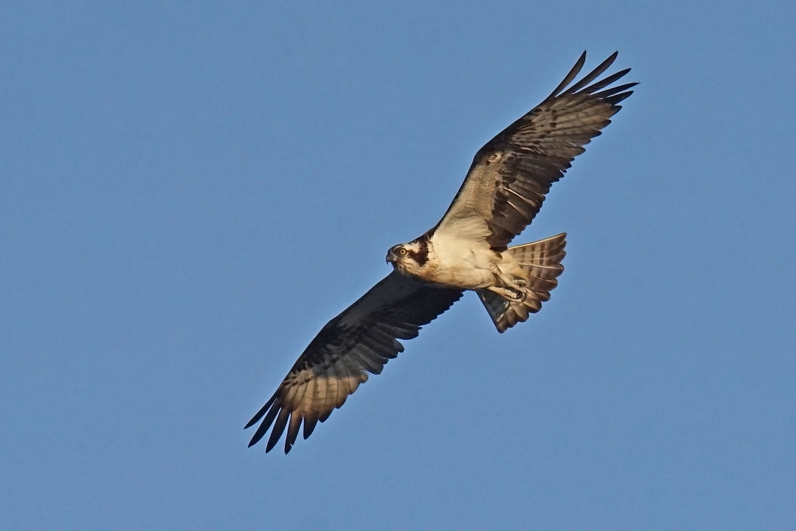 Fischadler (Pandion haliaetus)