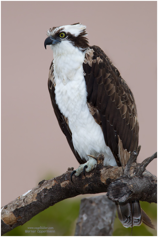 Fischadler (Pandion haliaetus)