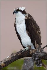 Fischadler (Pandion haliaetus)