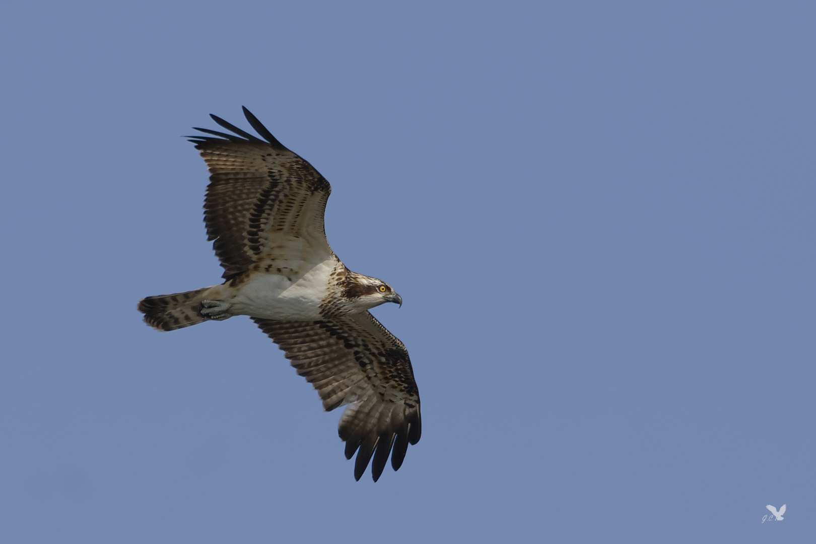 Fischadler (Pandion haliaetus)  ...