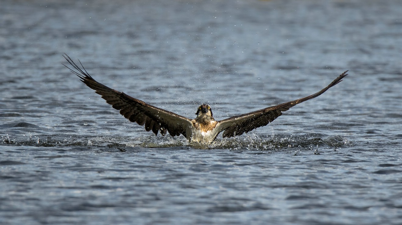 Fischadler ( [Pandion haliaetus )